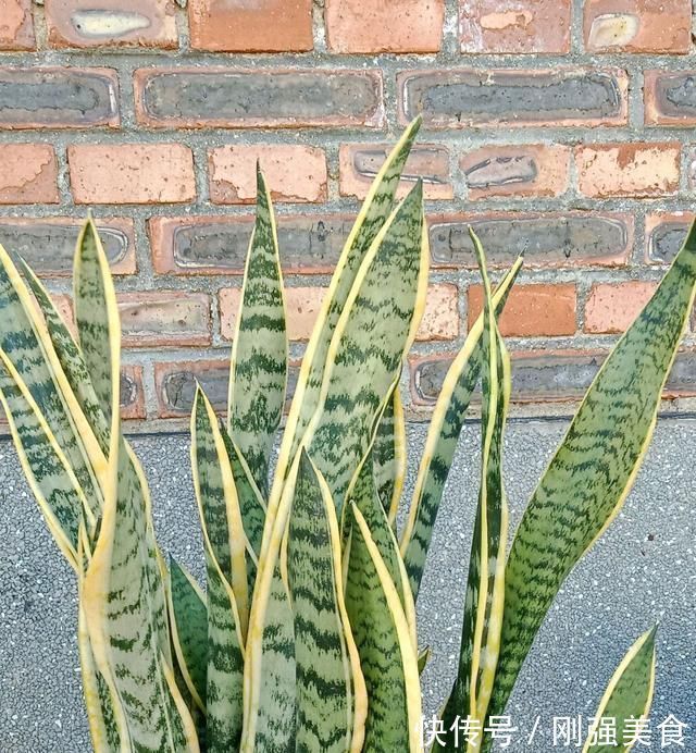 虎皮兰对花盆居然有选择,选对花盆,虎皮兰抽芽快不烂心