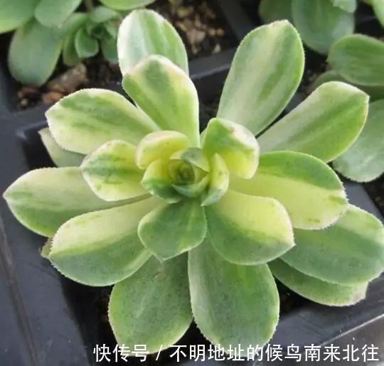 60种多肉图鉴及养护要点，1分钟学会，超全超实用！