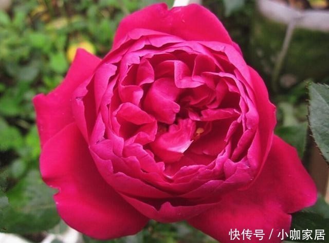  浓郁|几款又香又美的月季花，不仅好看，还好吃