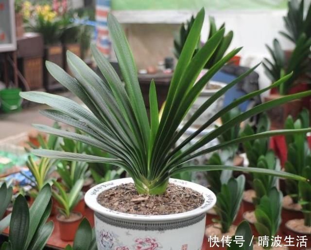 观赏价值|这“3”种花，放在家中最“保值”，养上数10年，几万都不卖