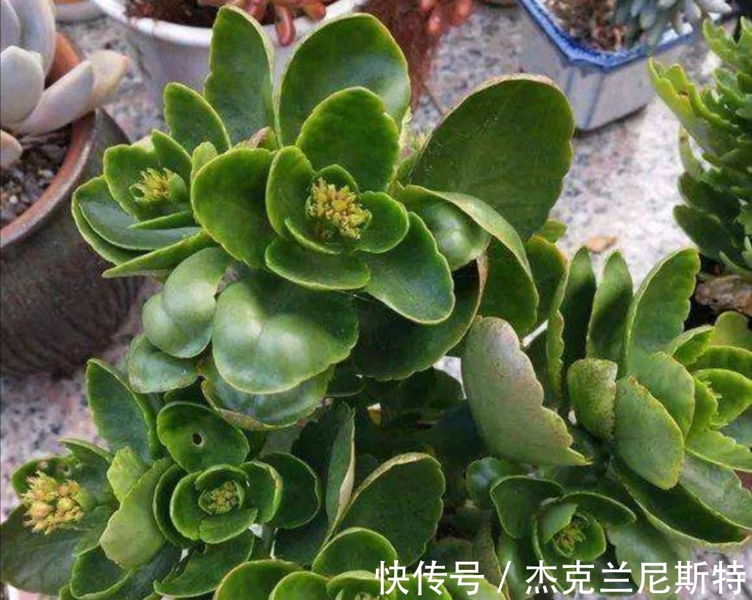 旺盛|夏天养长寿花,有“2步”很重要,轻松度夏,秋冬更旺盛