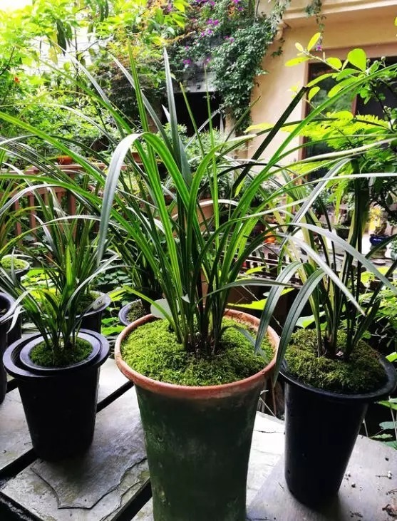 等我们老了,找个院子,清晨养花,傍晚喝茶。