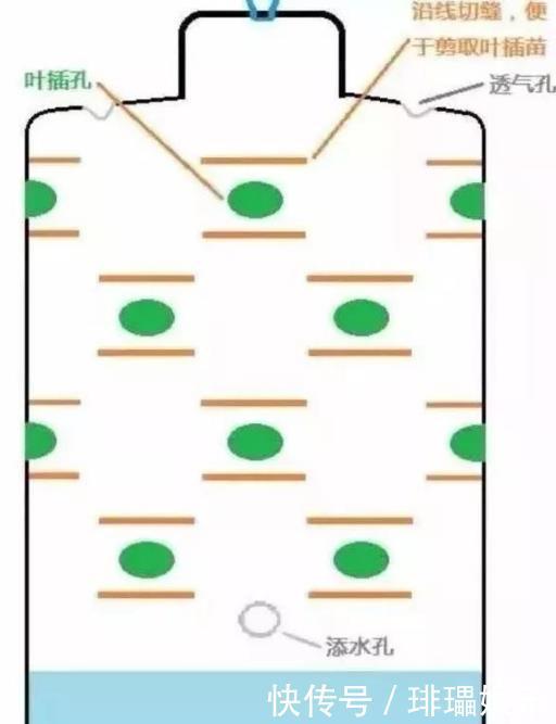 多肉养殖，就用这1种“神器”，植株生根快，长得“翠绿欲滴”