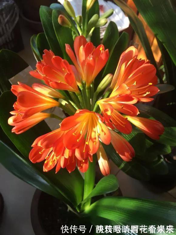 钾肥|君子兰长得太慢学几招,叶子猛长花开不断,美翻天!