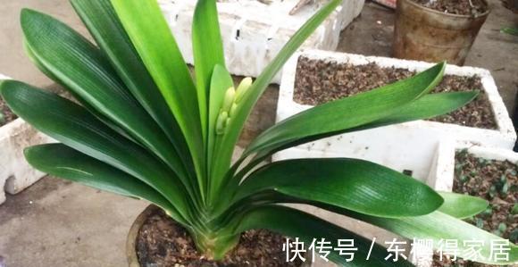 叶芽|君子兰不能随意“砍头”，操作需谨慎，要做好这几件事，成活率高