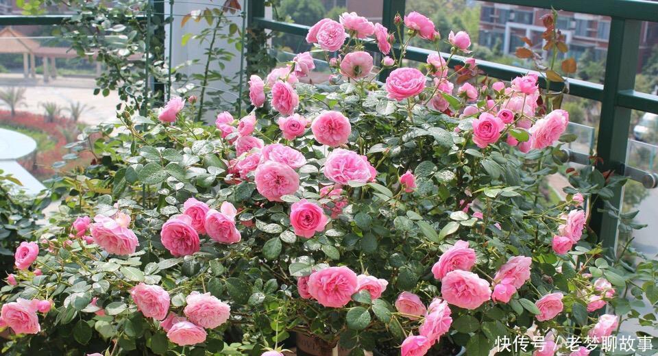 春天换盆“旧土”怎么办加2种“东西”，养花肥沃疏松，能爆盆