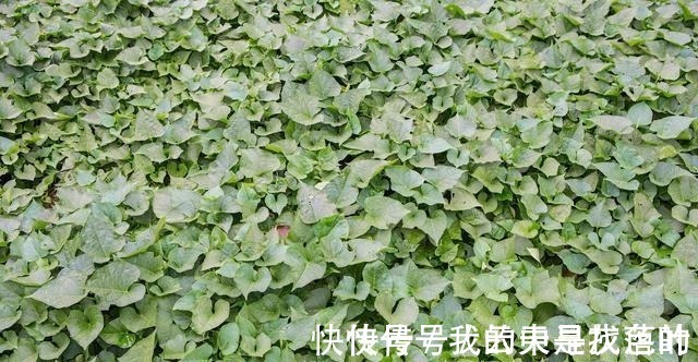 红薯叶煮鸡蛋，作用实在是太厉害了，省钱又实用，很多人都不知道！