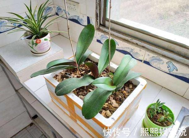 烦恼家中没有花盆就用2种''养花神器''，后者可循环使用