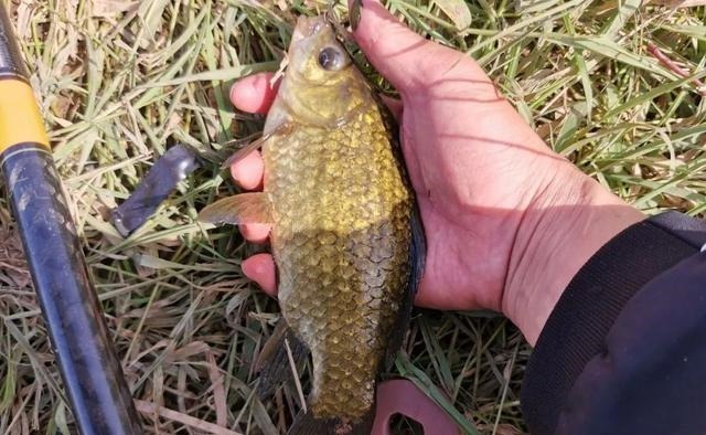 冬钓鲫鱼用多粗的线：0.8子线和0.4子线有何区别？