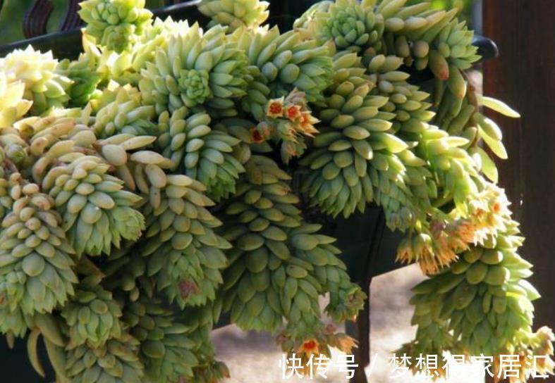多肉植物|3种高颜值多肉,有人喜欢有人厌,掌握喜好容易出状态