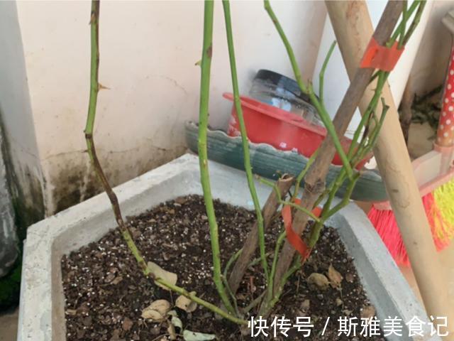 种花|9种花,天热会“假死”,千万别丢了,秋天就苏醒