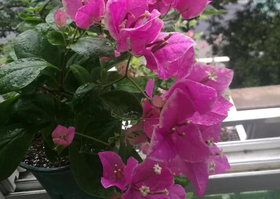 盆栽三角梅该怎么催花？谨记2点，轻松达到目的