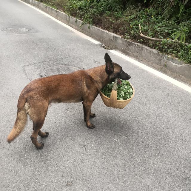 下图|深圳终于找到一个免费钓鱼的水库了,今晚的伙食有着落了