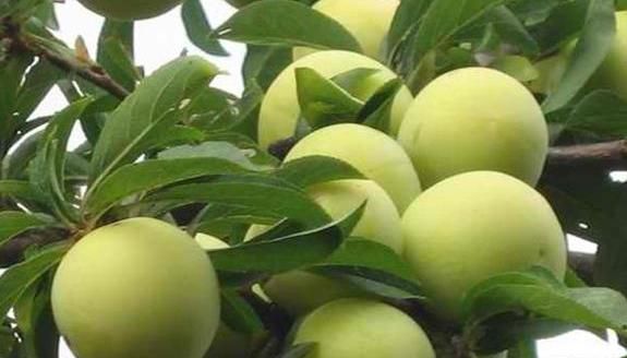 李子|美容养颜,清肝降压的李子,农民学会几点管理可高产丰收