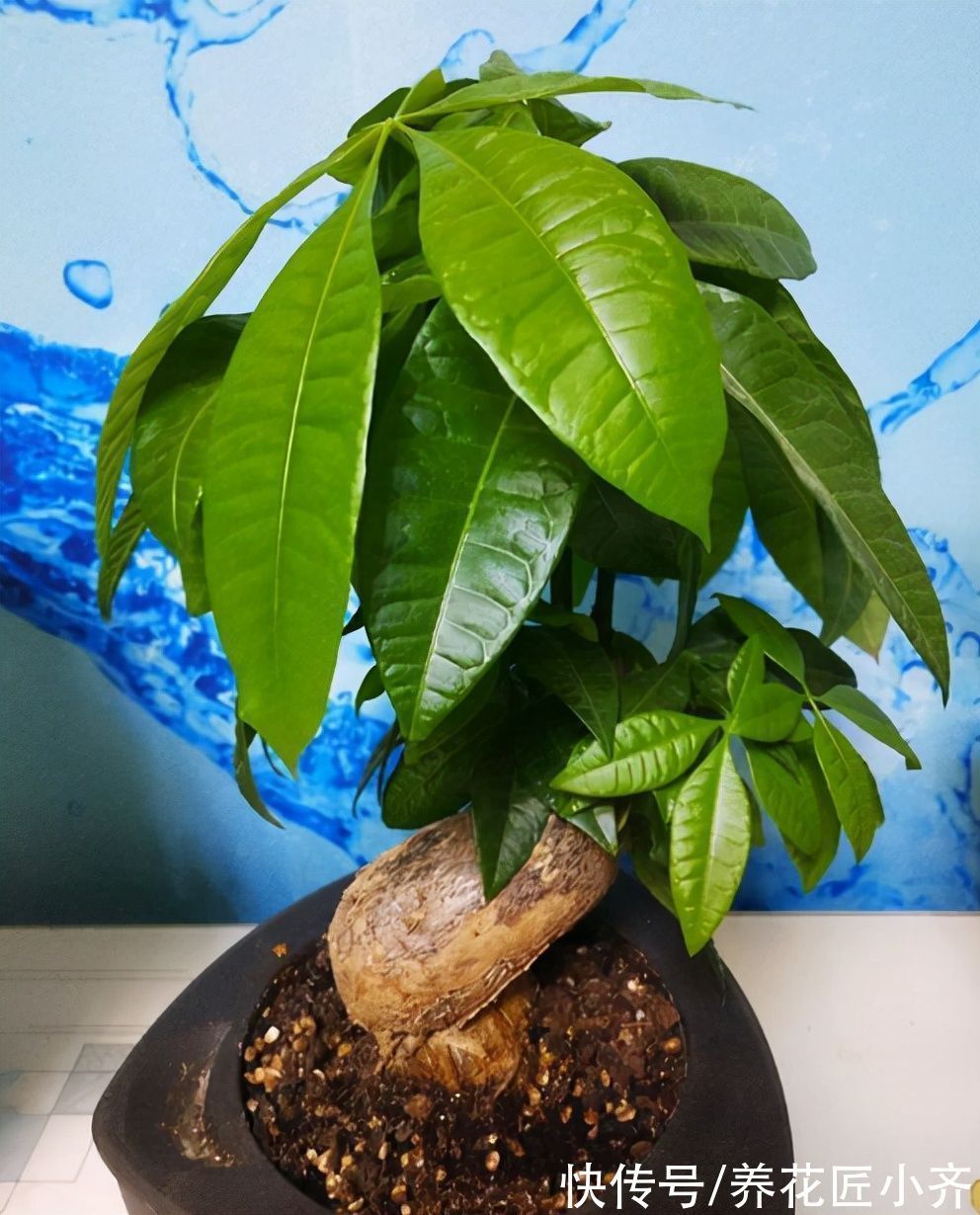 太阳光|天气渐凉,6种花要“穷养”,水肥多了会伤根,多晒太阳植株壮