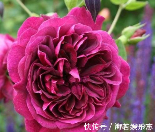花色|喜欢玫瑰,不如养盆“高档玫瑰”曼斯特德伍德,花色深红,好养活