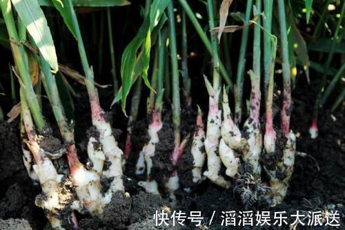 冬天怎能缺的了“它”,扔在水里还能发芽,几月就能长成老桩