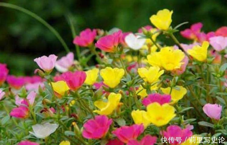 冬天|冬天养此4种花,成活率高,对待新手十分友好