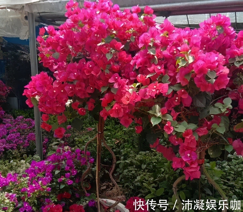 三角梅开败后，及时做好3件事，8月还能分化花芽，绽放层叠群花