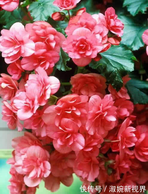 1种花，花大色艳，成双成对开放，花期长，家养一盆，看花半年