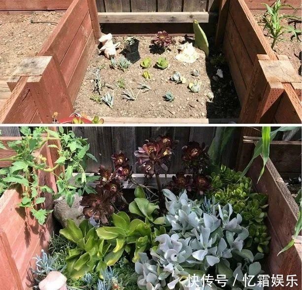 快枯死的绿植在大神手下起死回生，对比图超治愈又励志哇