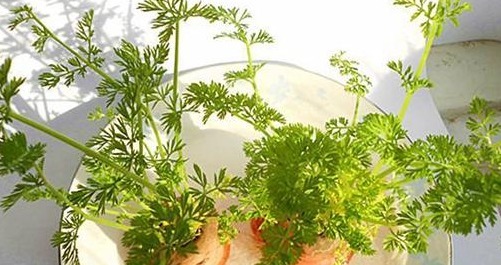 3种蔬菜,被称为“补血菜”,阳台盆栽上几盆,足足吃一年!