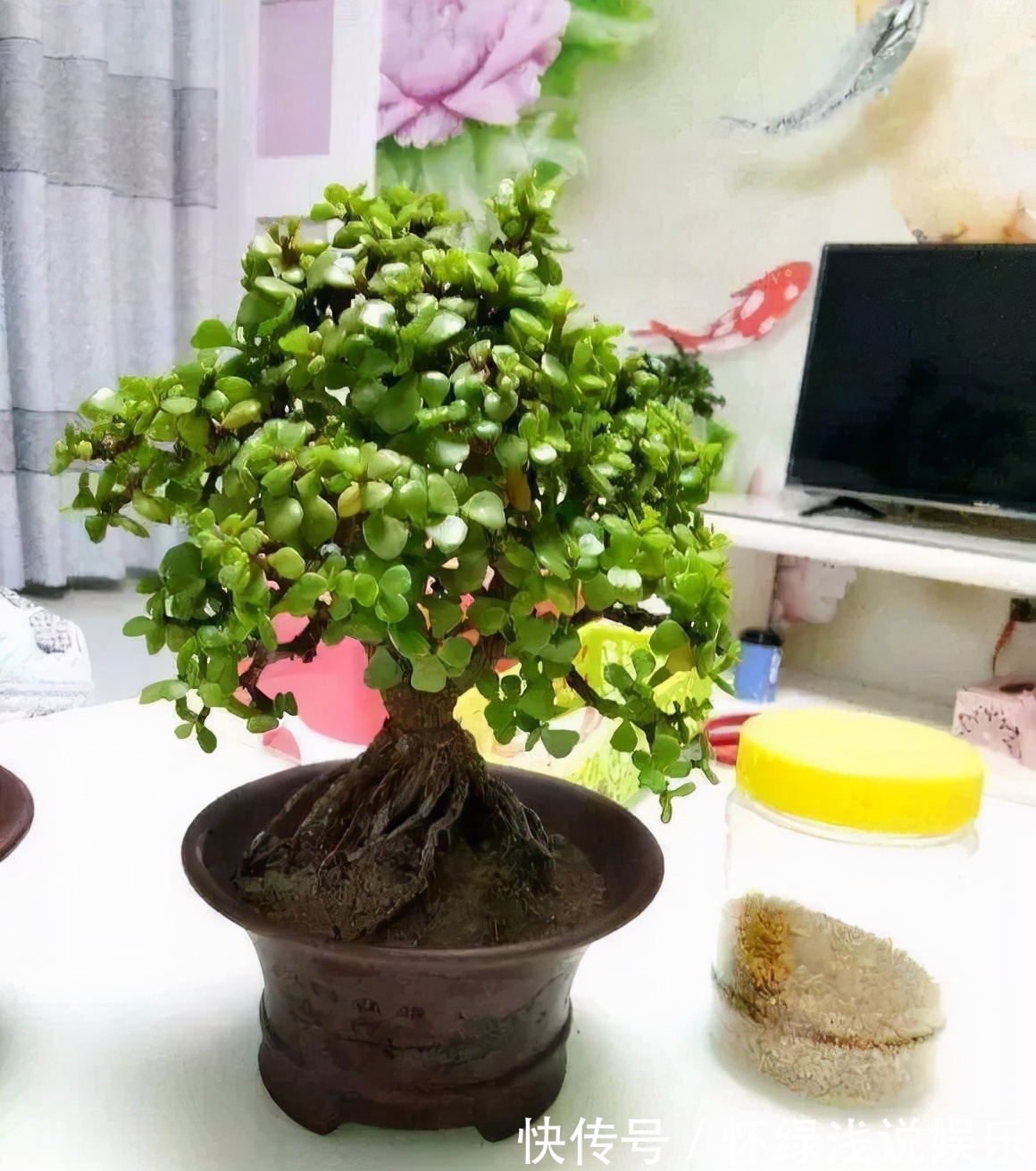 十大旺财花越老越值钱,建议养一盆,越养越富贵