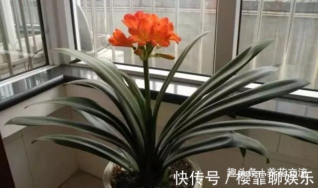 发财树|家里几种特耐旱的植物，整个冬天不用浇水也能存活