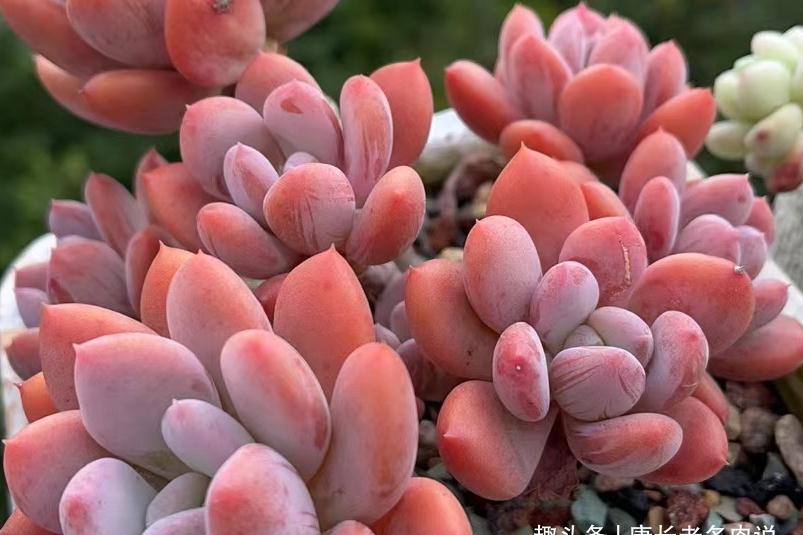 新玩法——用玻璃瓶养多肉,既方便打理又易于上色,阳台党的福音