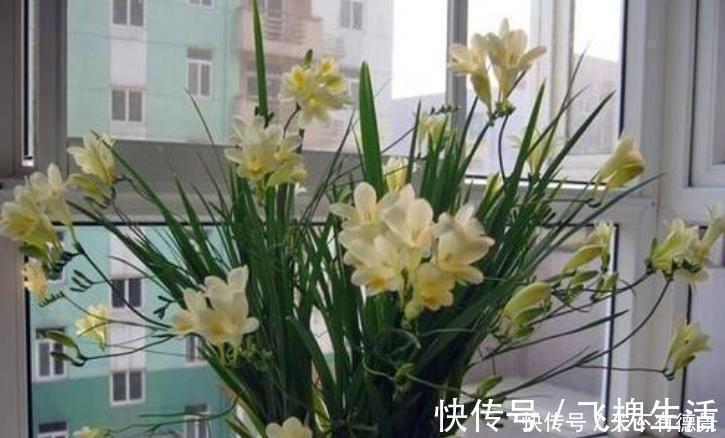 肥料|室内养花“3种水”可以喷，让植物叶子油绿不发黄，其他的不要用