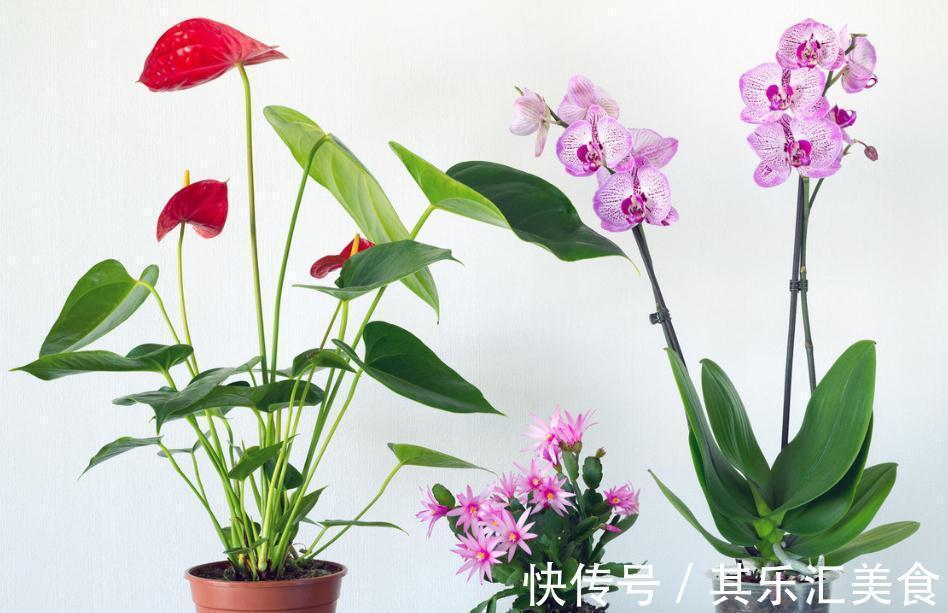 花卉|养花浇水多加“它”,富含“氮磷钾”,啥花喝完呼呼长