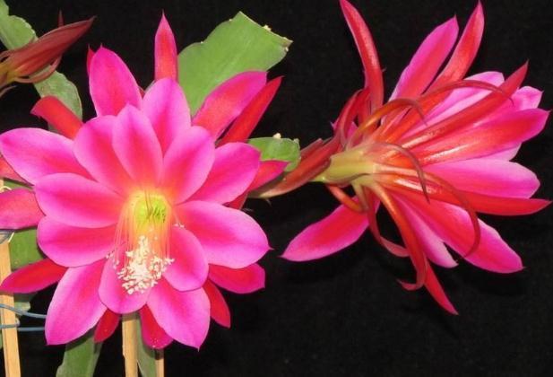 令箭荷花“耍心机”,就是不开花吃点“天然肥”,花开不断