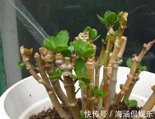 阴凉处|君子兰、多肉秋天“砍一刀”，1次冒出10个芽，几个月养爆盆