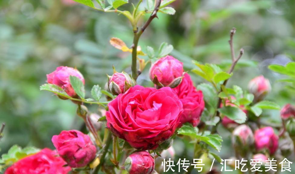 月季花苞下垂低头的4个原因,终于知道怎么回事了