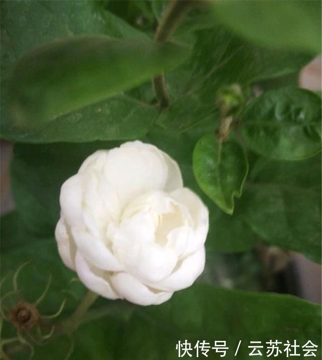 养茉莉花,掌握这5个“小窍门”,一年能开四岔花,简直是“开花机器”