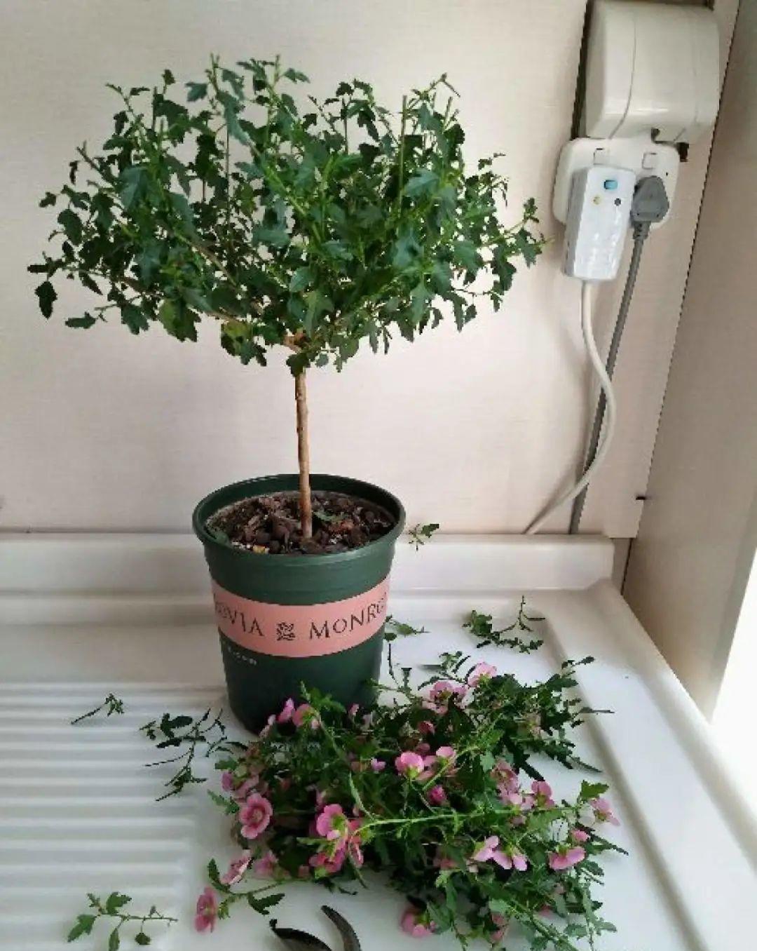 种花|8种花赶紧剃头,剃得越狠,开花越多