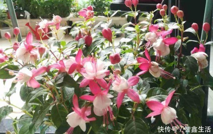 杜鹃花|5种花是懒人的最爱，开起花来“拦”不住，美不胜收，你养了吗