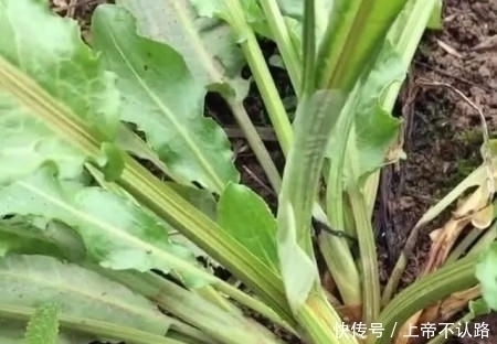 農(nóng)村|農(nóng)村一種“牛舌頭”野菜,不僅是個好食材,而且用途也很多!