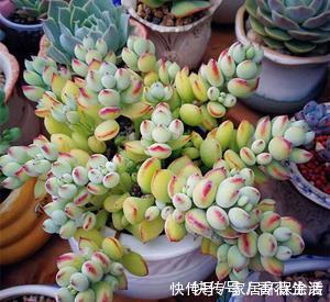 玉露|北阳台也能养殖的多肉植物，皮实耐阴颜值高，你值得拥有