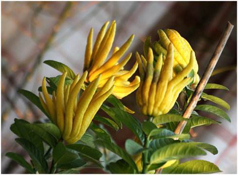 老花农都爱养的四大辟邪花卉,养一盆避邪镇宅,你家养了没