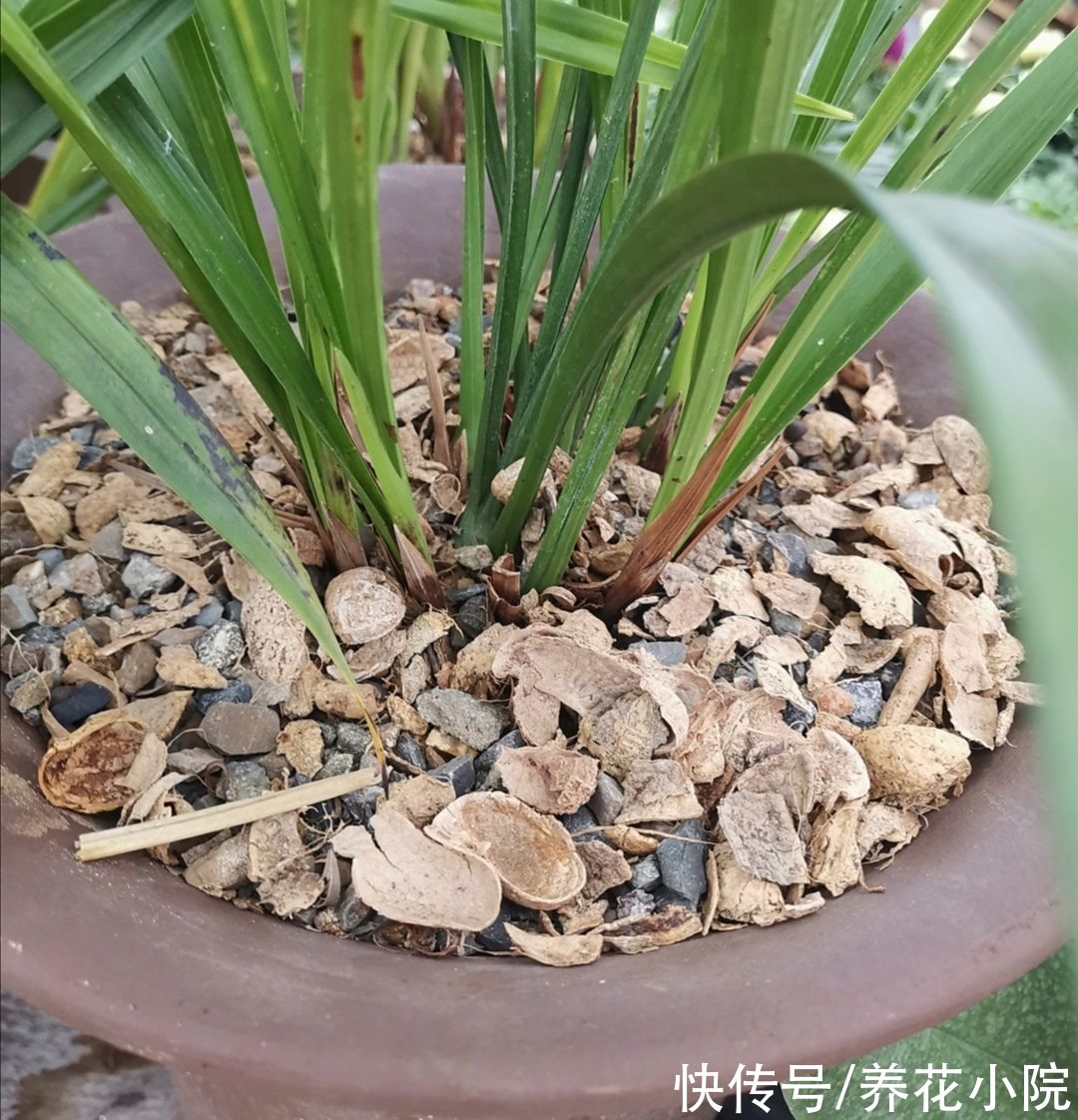 花盆下面填一层“颗粒”,疏松透气不积水,根系生长健壮