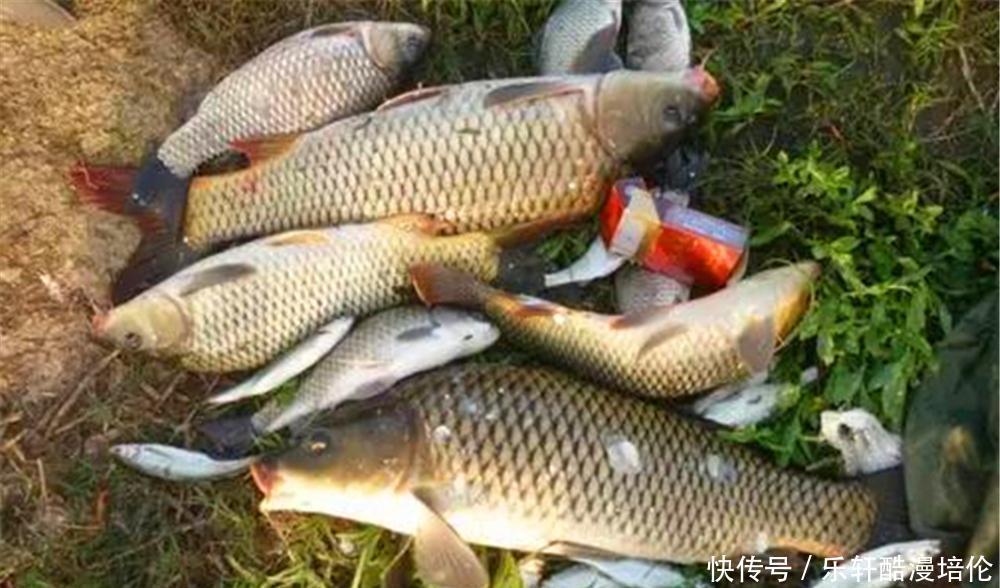 春季钓鲤鱼,野生鲤鱼特别“嘴巴刁”,窝料配方一定要投其所好!