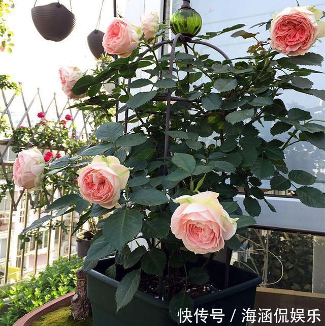 植株|养好月季2个条件必须具备,要不黄叶、病虫害,迟迟不开花