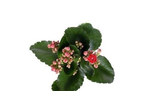 长寿花|夏季长寿花黑腐现象严重,“反着”来养,养出更多侧芽更容易爆盆