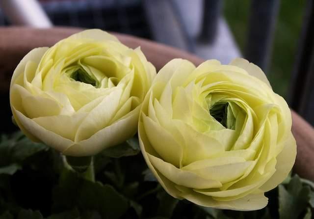 是真的吗|花花草草养在家，精气神足，有朝气，那为什么有人说家里不能养花