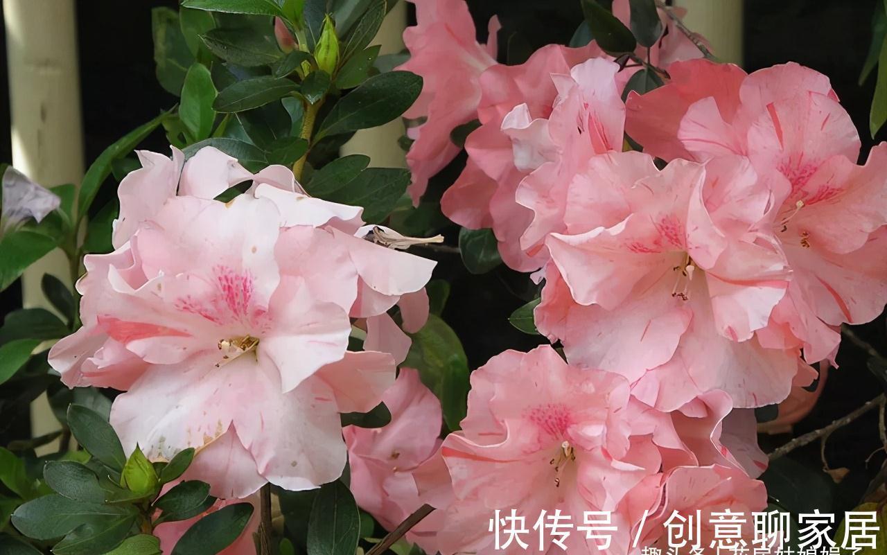 蝴蝶兰|北阳台能养出漂亮的花来吗？建议养这几种花，好养易活开花漂亮