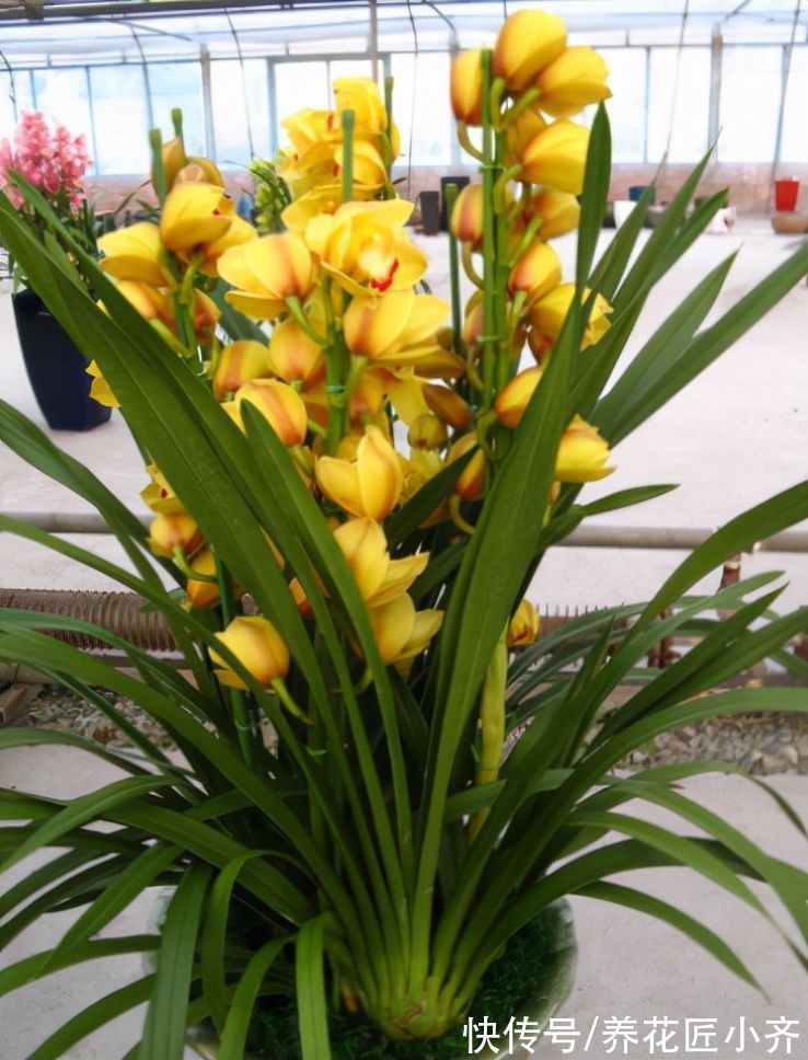 8种“短命花”，年前买，年后扔，只因好看忍不住，才会年年买