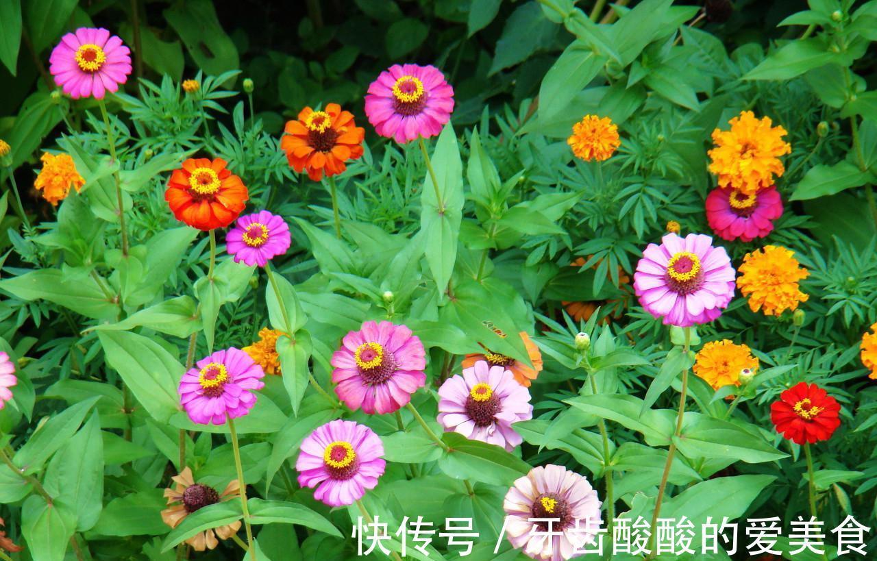 花大色|快到小雪了,家里要有的3种“好运花”,寓意福临小院满院春光