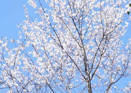 老年|漫山花开遍层林尽春色