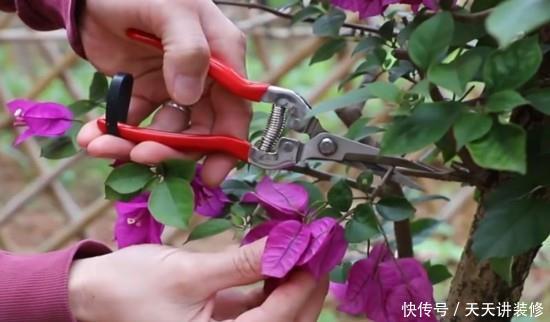 磷酸二氢钾|三角梅促花“小技巧”,让枝条猛增,越开花越有劲